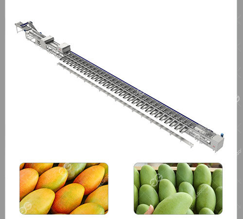 Línea De Clasificación De Mango Automático
